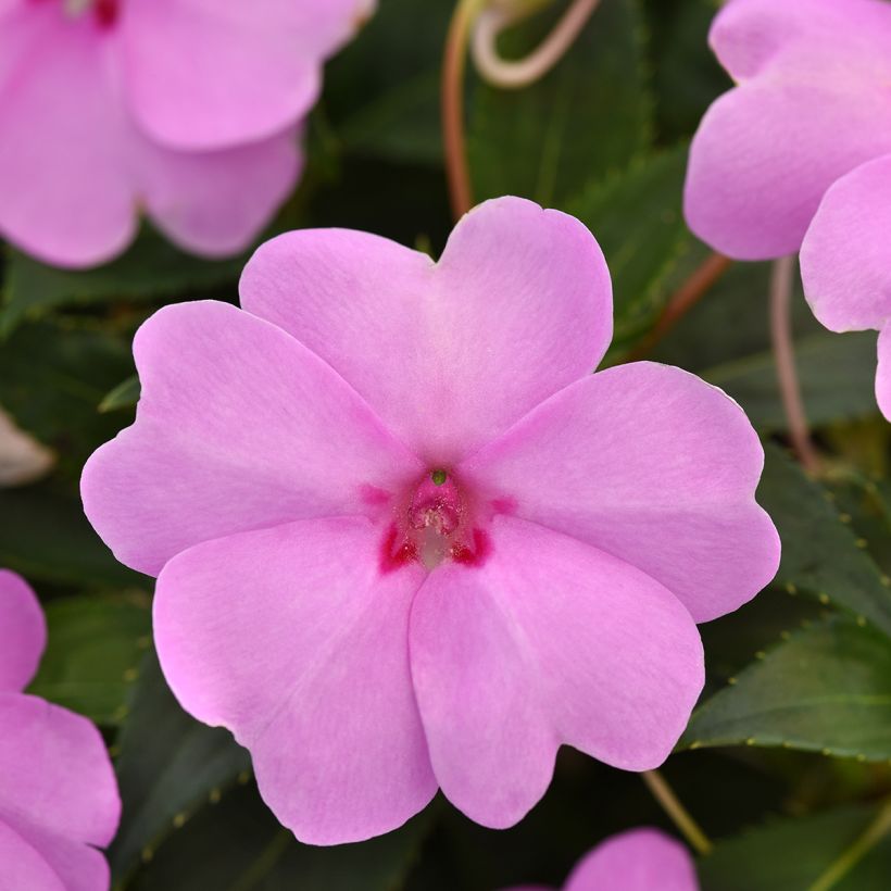 Graines d'Impatiens Solarscape XL Lilac Spark (Flowering)