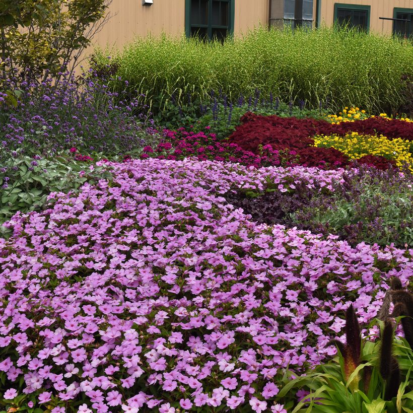 Graines d'Impatiens Solarscape XL Lilac Spark (Plant habit)