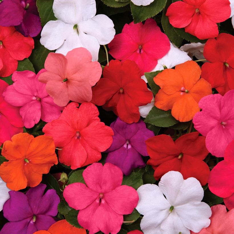 Graines d'Impatiens walleriana Beacon Mix (Flowering)