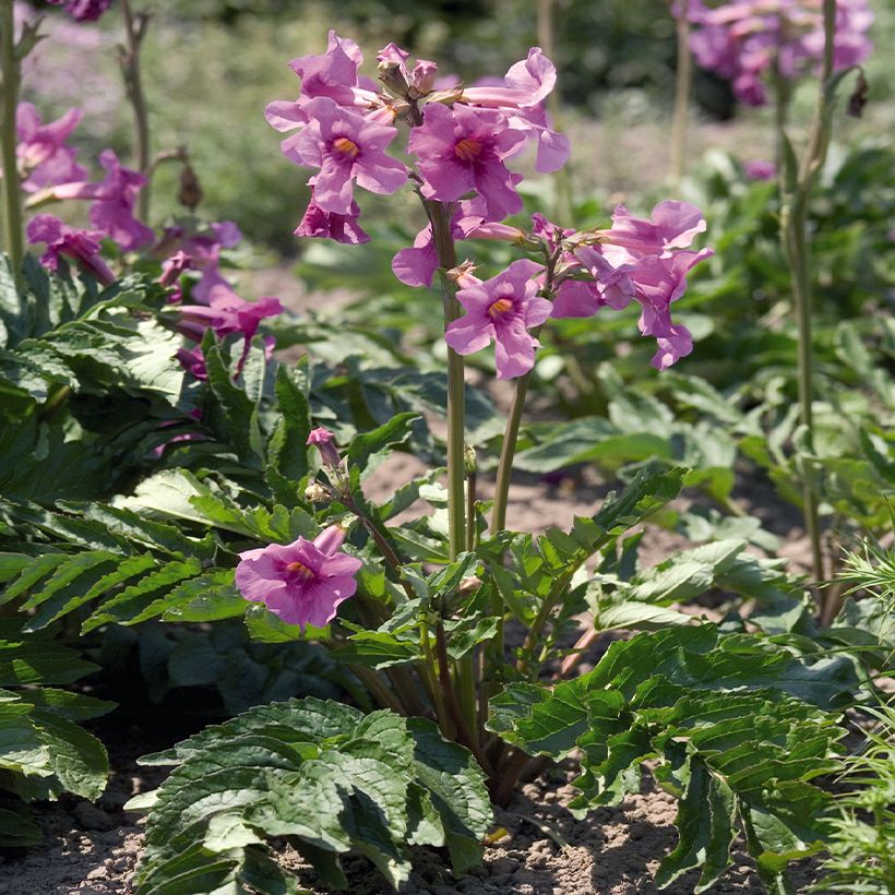 Graines d'Incarvillée de Delavay Deli Rose - Incarvillea delavayi (Plant habit)