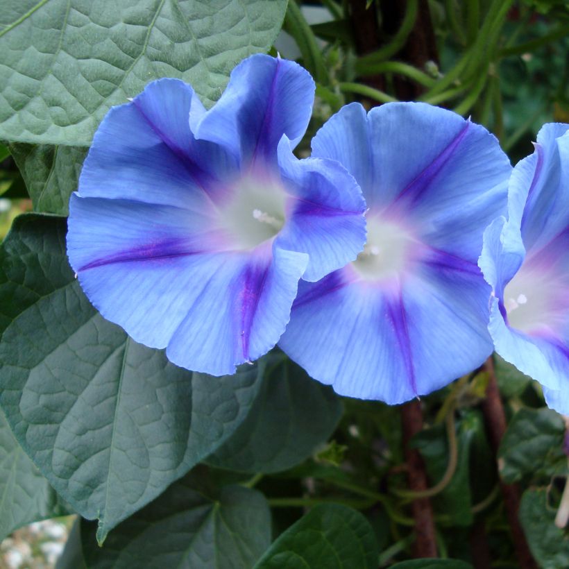 Graines d'Ipomée Dacapo Light Blue - Ipomoea purpurea (Flowering)