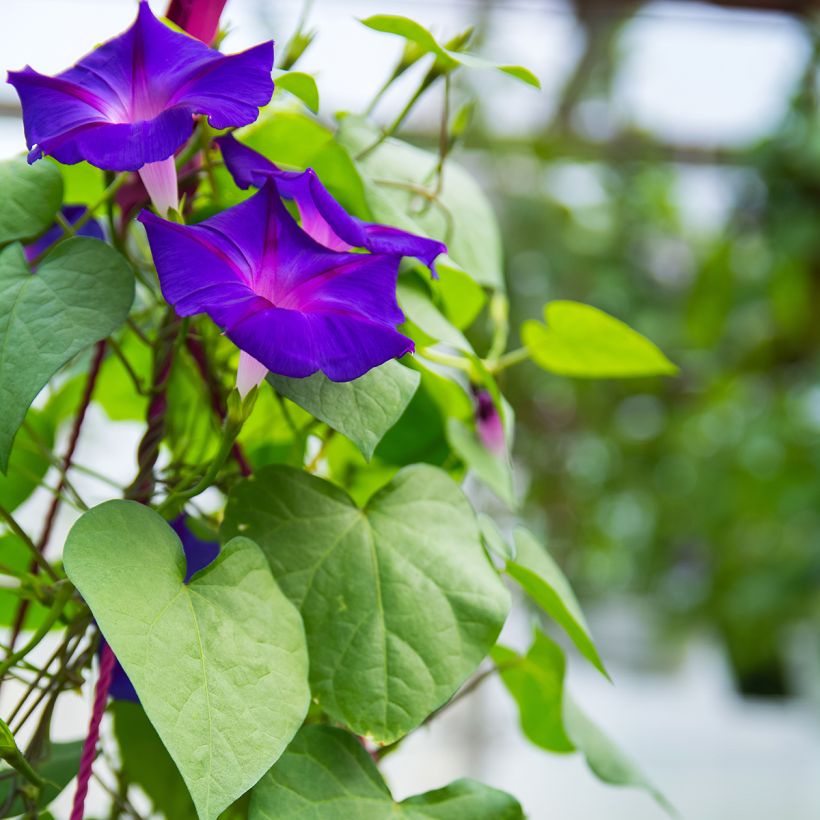 Graines d'Ipomée Grandpa Ott - Ipomoea purpurea (Foliage)