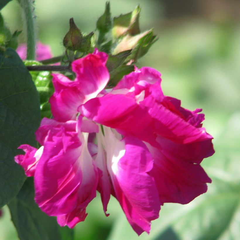 Graines d'Ipomée Sunrise Serenade - Ipomoea imperialis (Flowering)