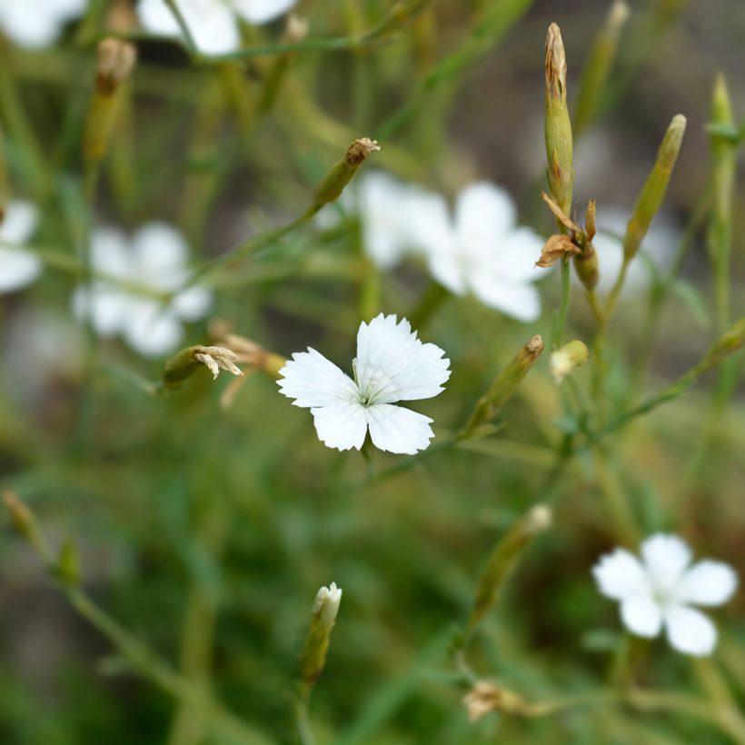 Graines d'Oeillet à delta Albus - Dianthus deltoides (Flowering)