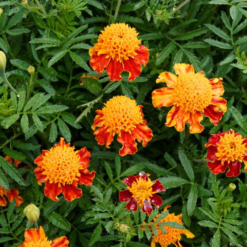 Graines d'Oeillet d’Inde Orange Flame - Tagetes patula (Flowering)