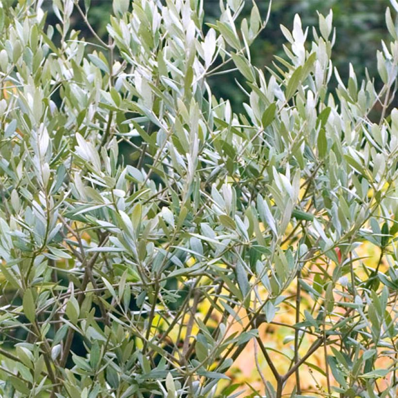 Graines d'Olivier - Olea europaea (Foliage)