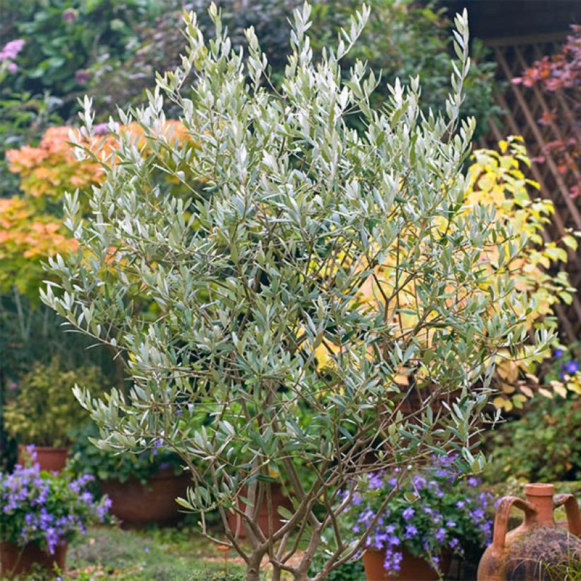 Graines d'Olivier - Olea europaea (Plant habit)