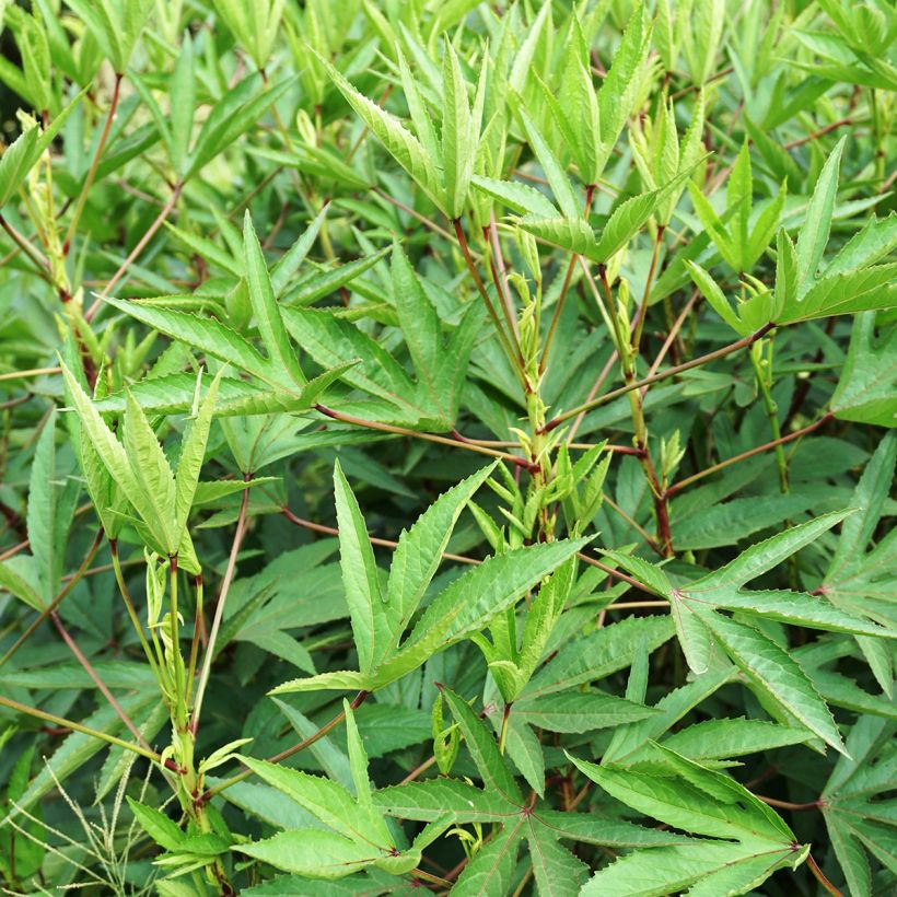 Graines d'Oseille de Guinée - Hibiscus sabdariffa  (Foliage)