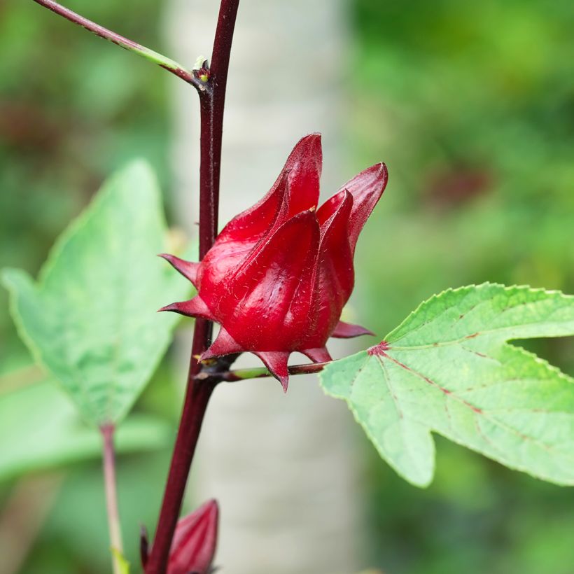 Graines d'Oseille de Guinée - Hibiscus sabdariffa  (Harvest)