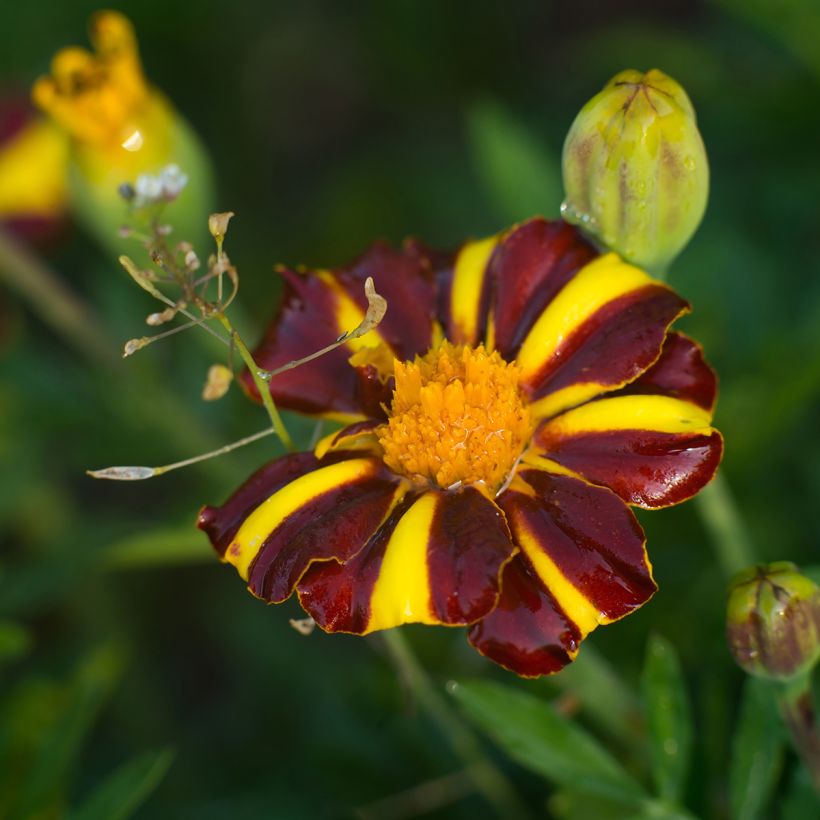 Graines d'Œillet d'Inde Grand Arlequin - Tagetes patula (Flowering)
