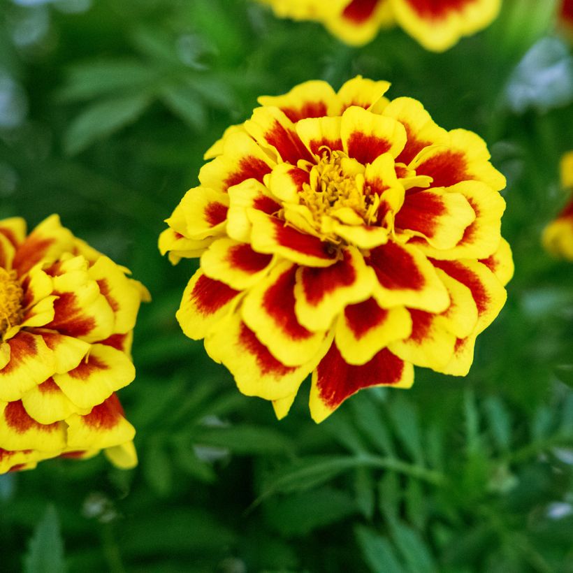 Graines d'oeillet d'Inde Mango Tango - Tagetes patula (Flowering)