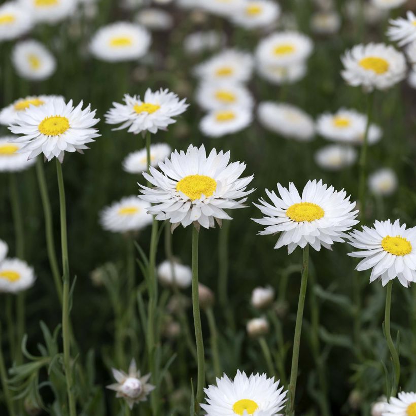 Graines d'Immortelles d'Australie blanches - Acroclinium (Flowering)