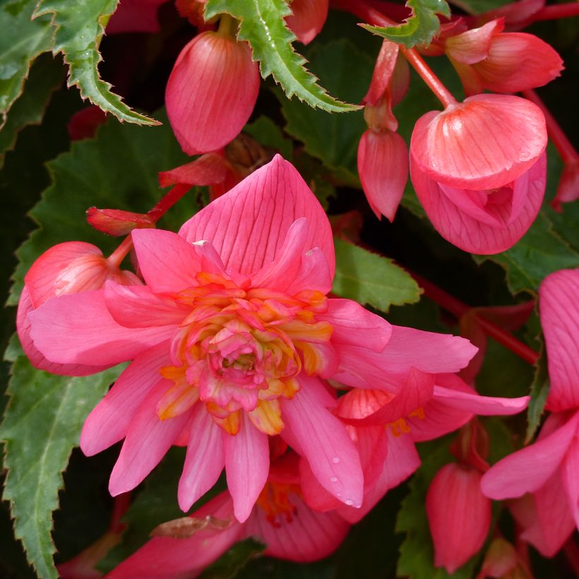Graines de Bégonia retombant Funky Light Pink F1 (Flowering)