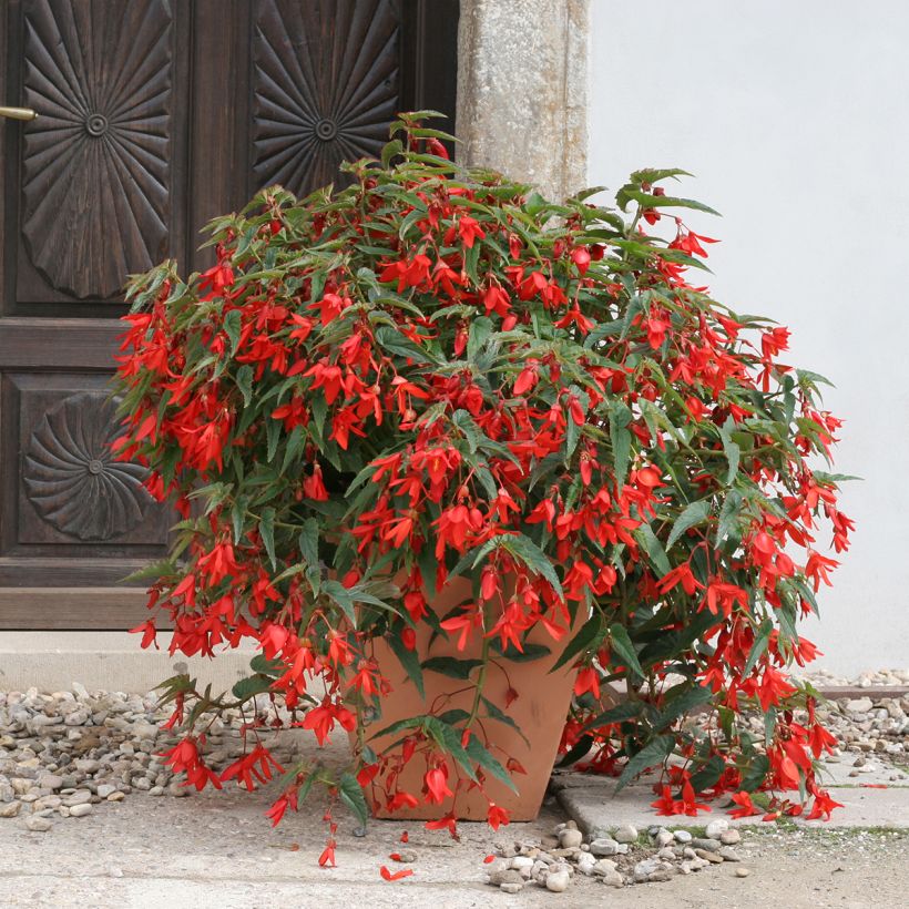 Graines de Bégonia de Bolivie Copacabana F1 Red enrobées (Plant habit)