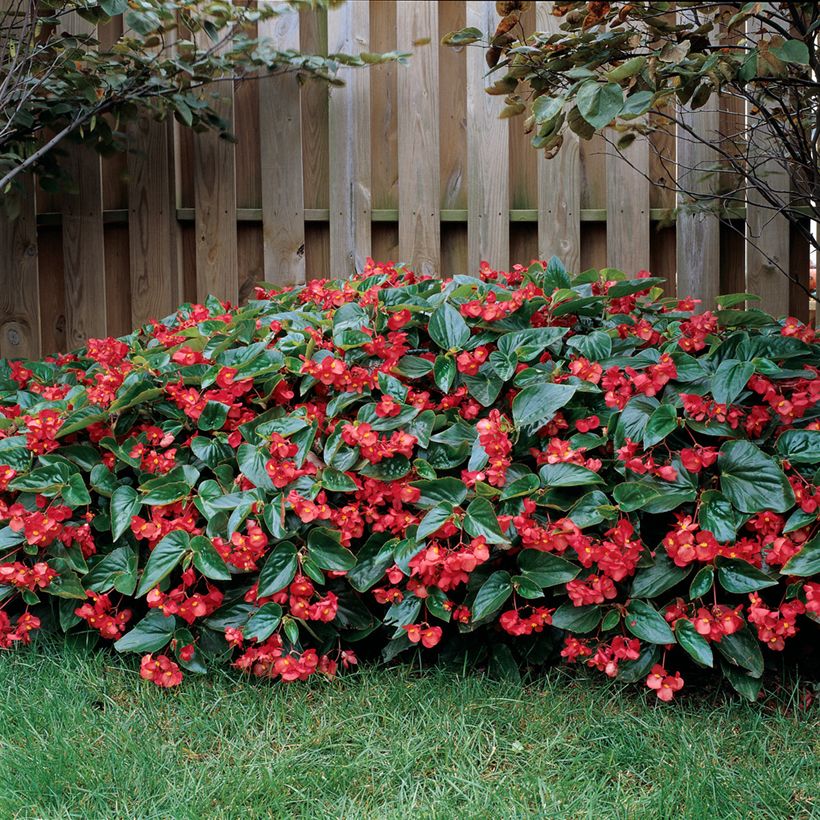 Graines de Bégonia Dragon Wing rouge (Plant habit)
