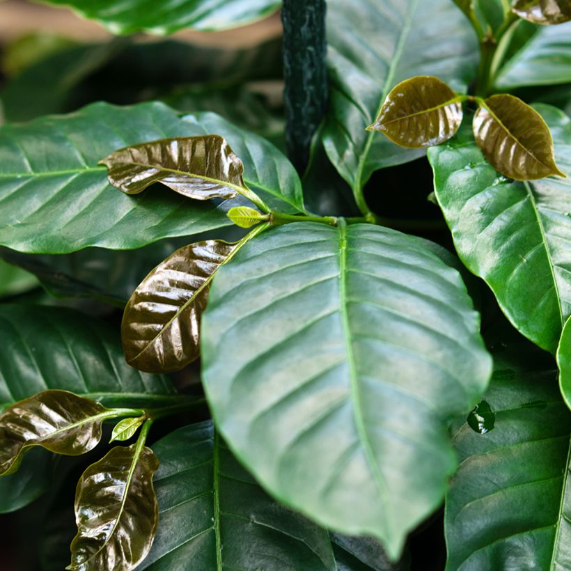 Graines de Caféier - Coffea arabica (Foliage)