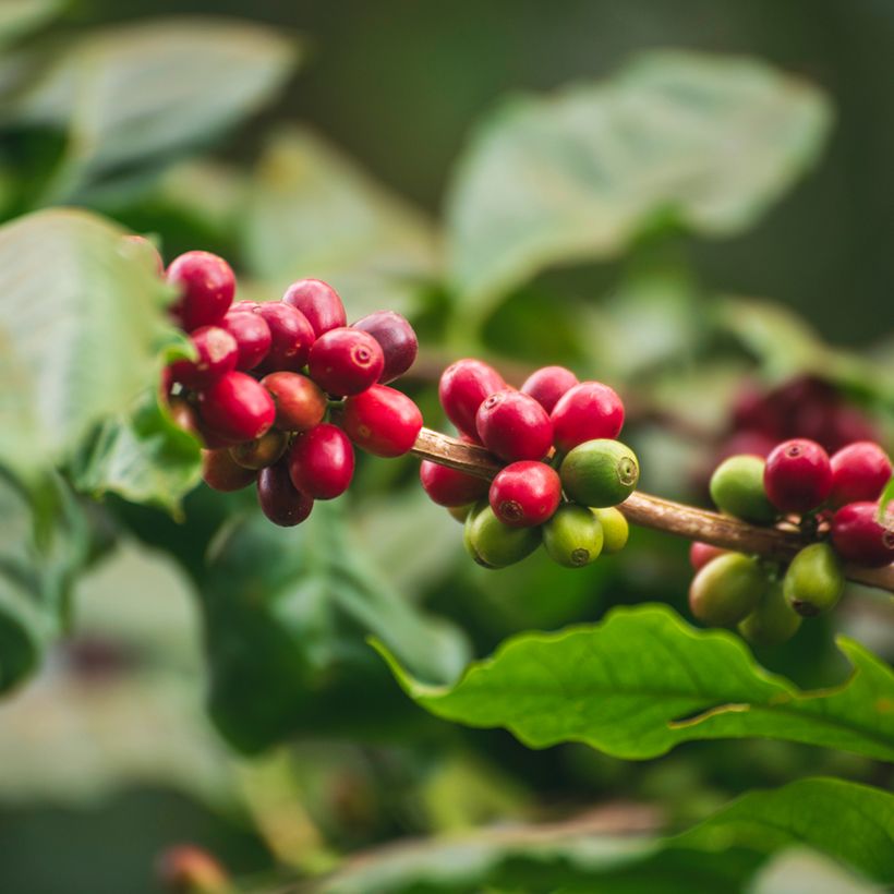 Graines de Caféier - Coffea arabica (Harvest)