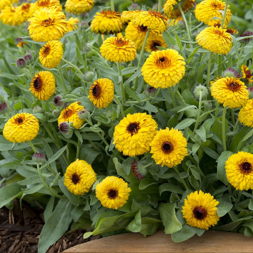 Graines de Calendula officinalis Bull's Eye - Souci des jardins (Plant habit)