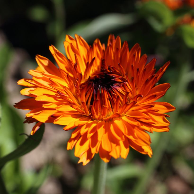 Graines de Calendula officinalis Néon - Souci des Jardins (Flowering)