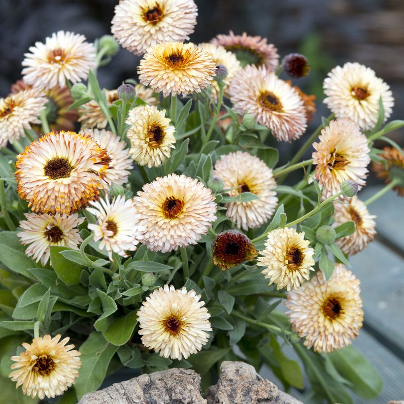 Graines de Calendula officinalis Pygmy Buff - Souci des jardins (Plant habit)