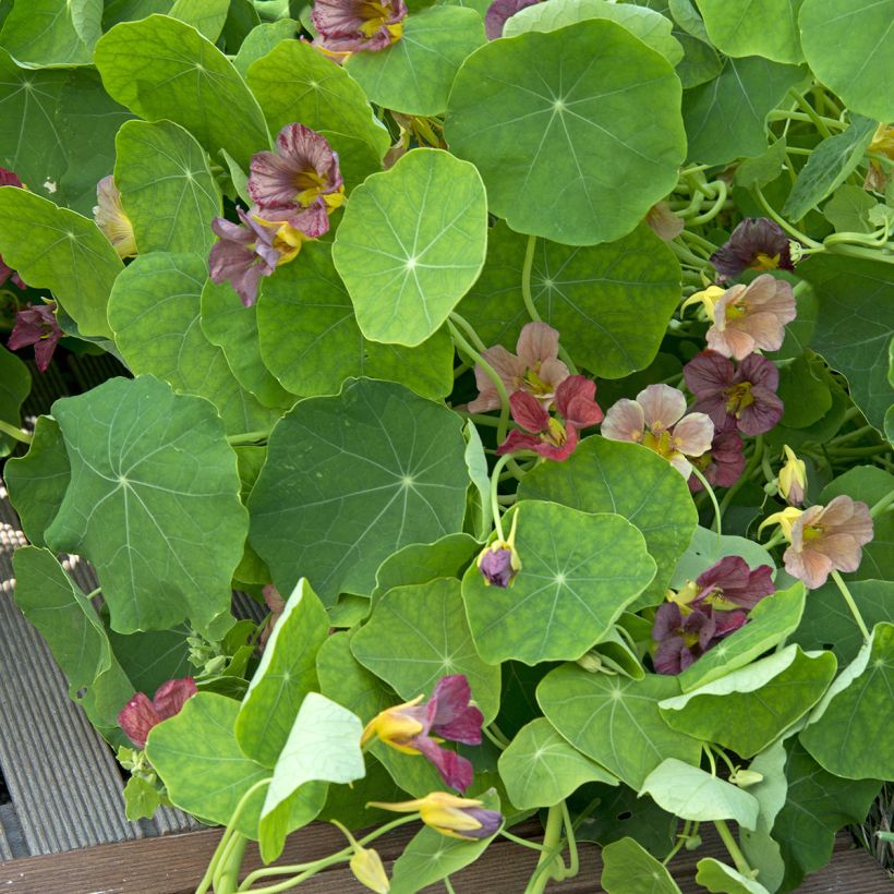 Graines de Capucine grimpante Purple Emperor - Tropaeolum majus  (Foliage)