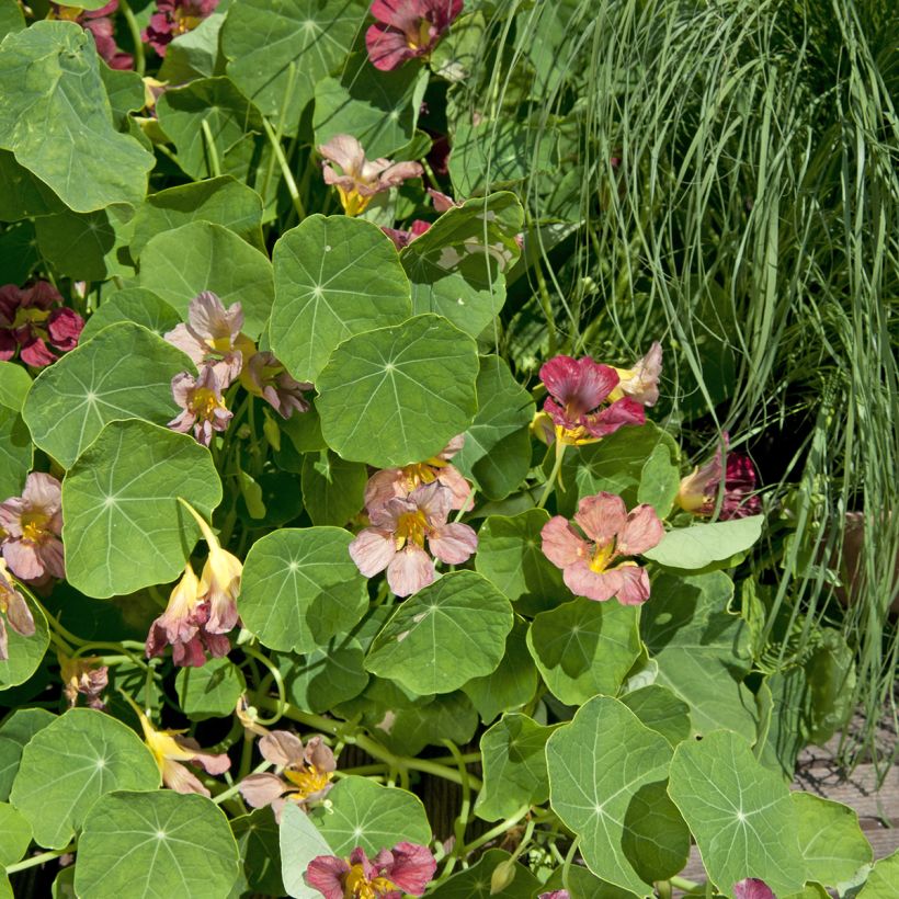 Graines de Capucine grimpante Purple Emperor - Tropaeolum majus  (Plant habit)