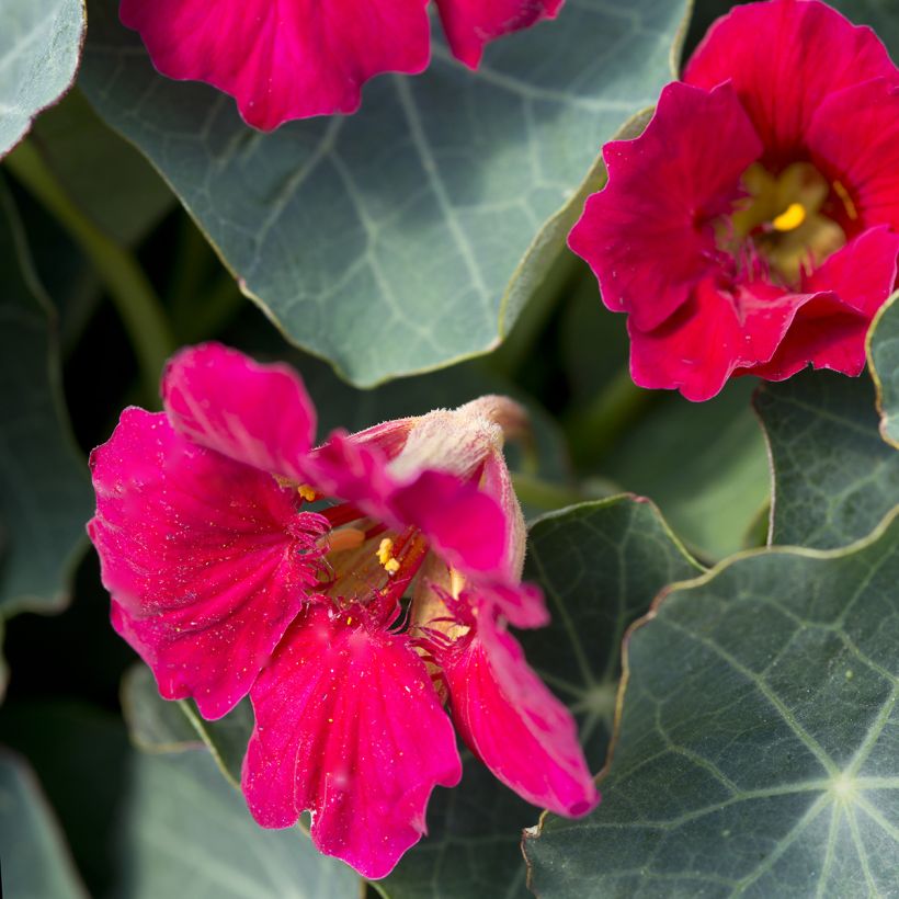 Graines de Capucine naine Baby Rose - Tropaeolum minus (Flowering)