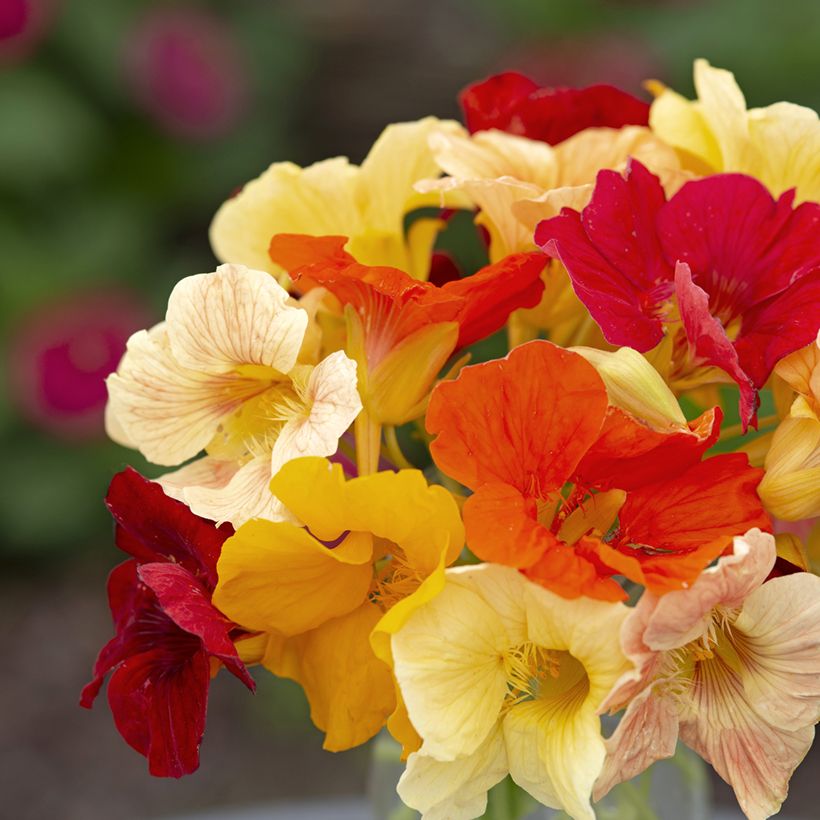 Graines de Capucine naine Tip Top Formula Mixture (Flowering)