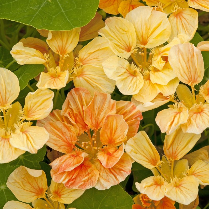 Graines de Capucine naine Whirlybird Apricot  (Flowering)