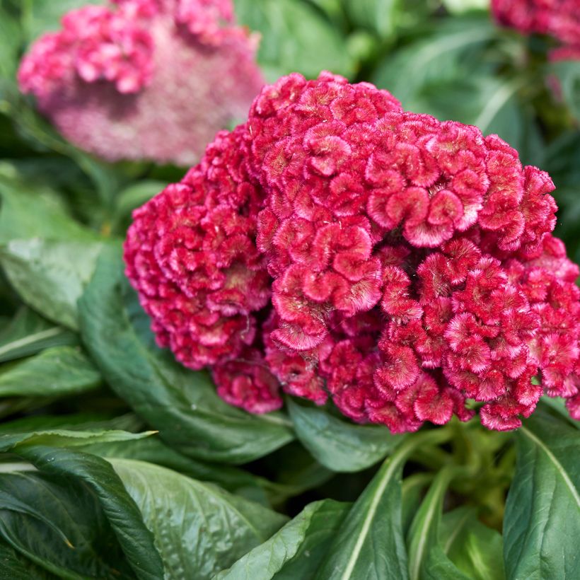 Graines de Célosie King Coral (Flowering)