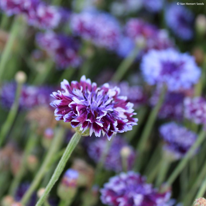 Graines de Centaurée bleuet Classic Magic  - Centaurea cyanus (Flowering)
