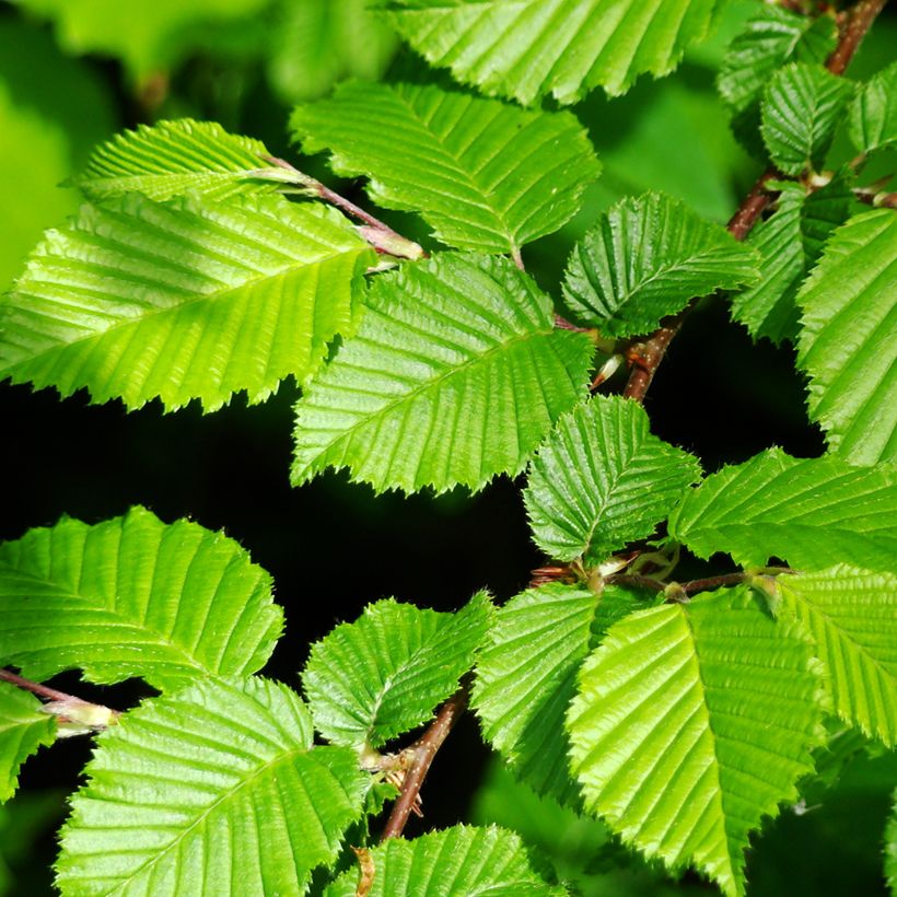 Graines de Charme commun (Foliage)