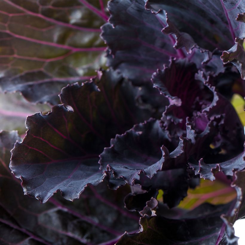 Graines de Chou d'ornement F1 Black Leaf (Foliage)