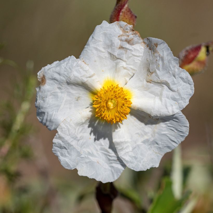 Graines de Ciste de Montpellier - Cistus monspeliensis (Flowering)