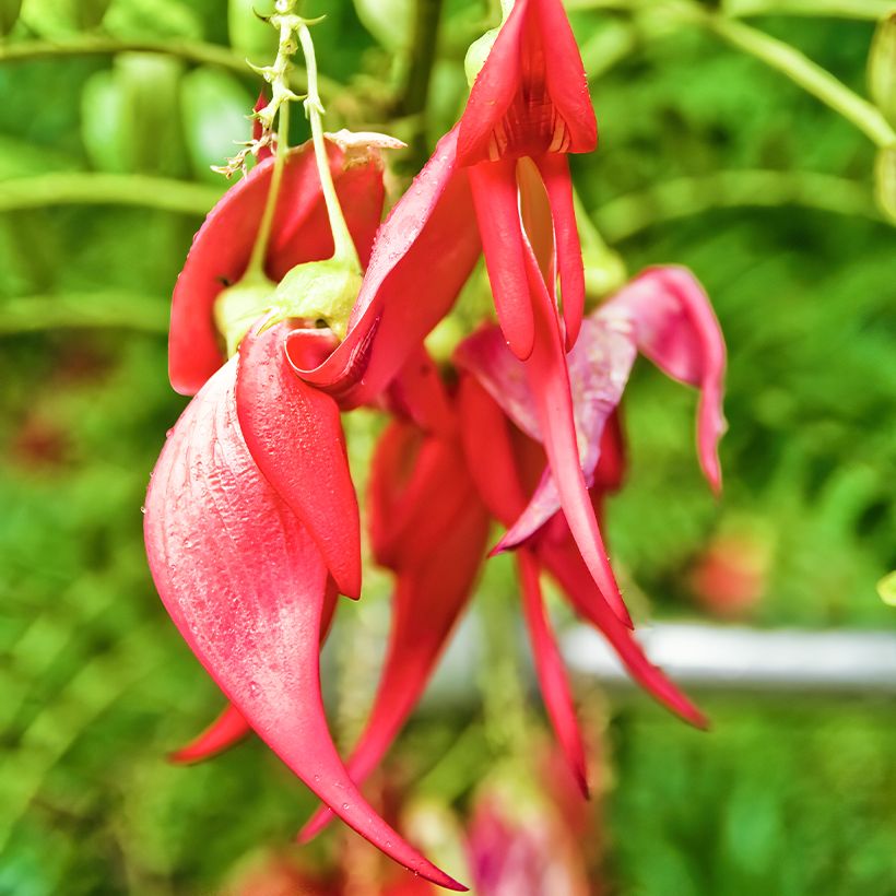 Graines de Clianthus puniceus (Flowering)