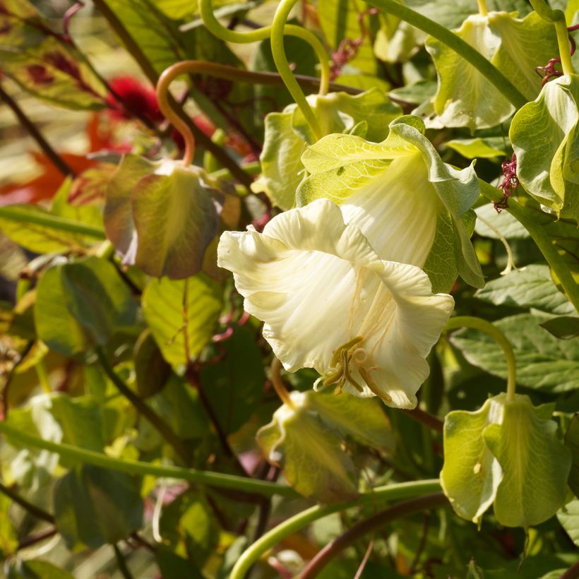 Graines de Cobée grimpante Alba - Cobaea scandens (Flowering)