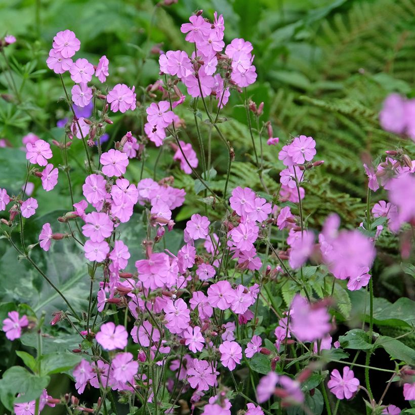 Graines de Compagnon rouge et blanc - Silene dioica, Silene latifolia Alba (Plant habit)