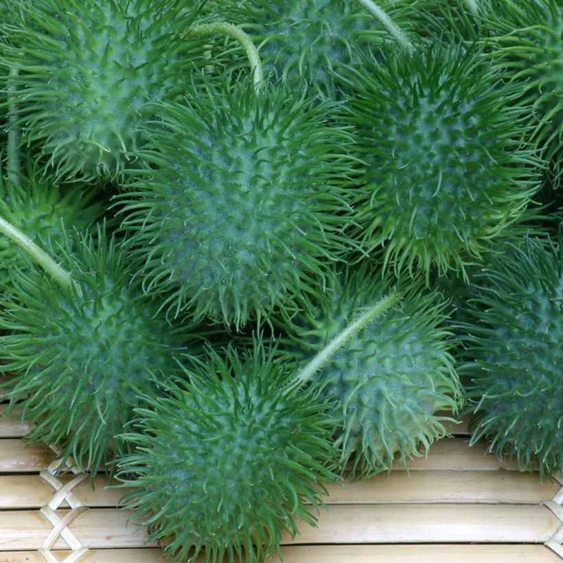 Graines de Concombre des Antilles - Cucumis anguria (Harvest)