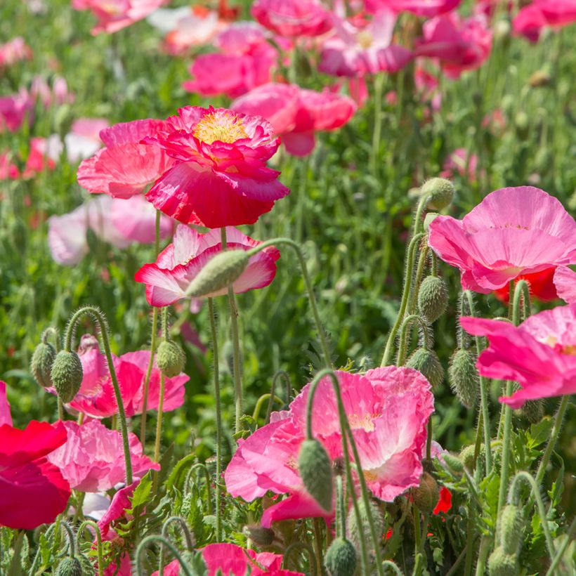Graines de Coquelicot Falling in Love en mélange - Papaver rhoeas (Plant habit)