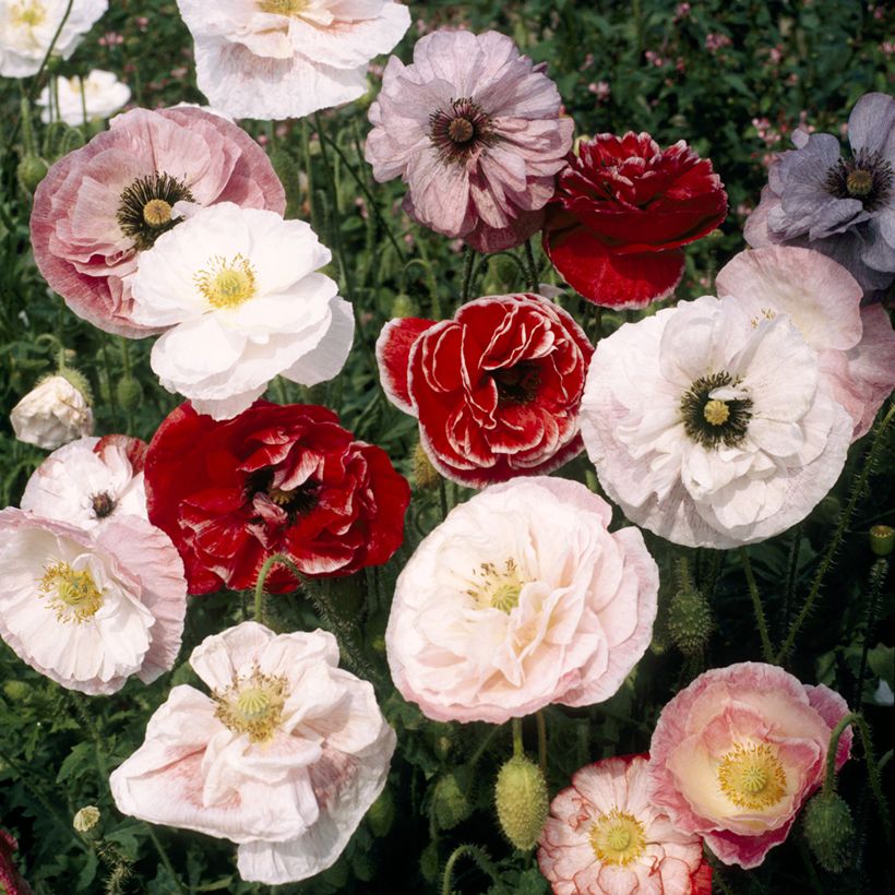 Graines de Coquelicot double Dawn Chorus Mix (Flowering)