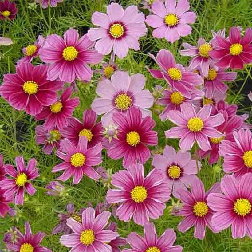 Graines de Cosmos Antiquity - Cosmos bipinnatus (Flowering)