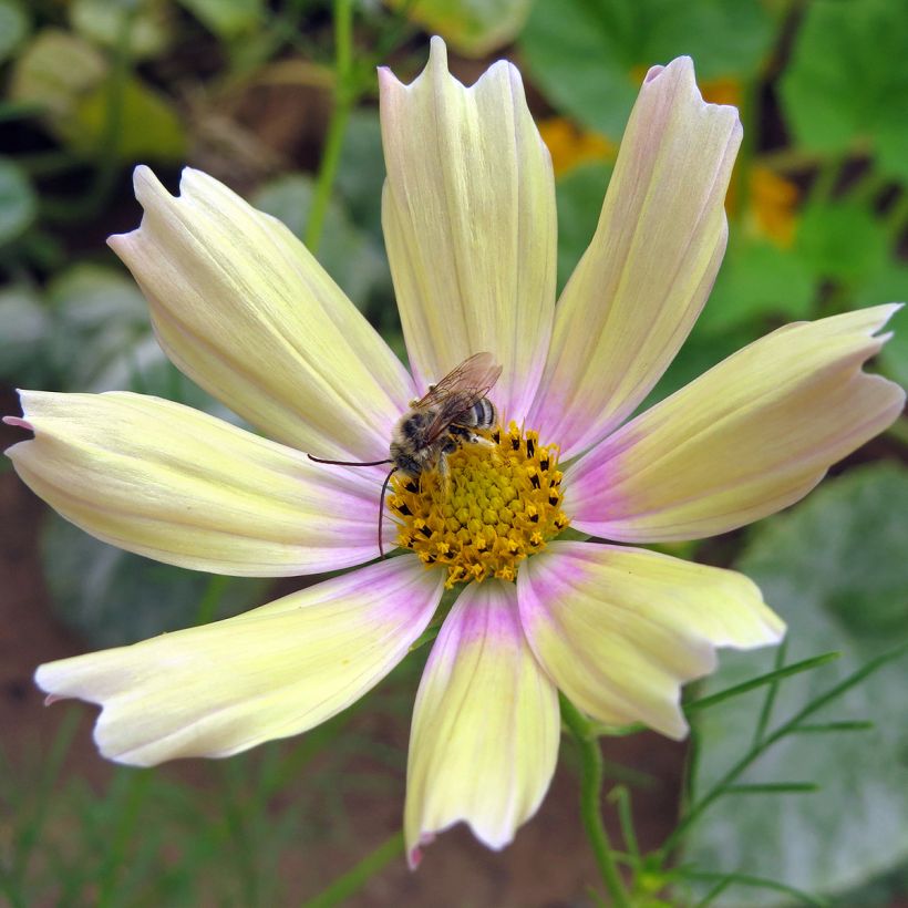 Graines de Cosmos Apricot Lemonade - Cosmos bipinnatus (Flowering)