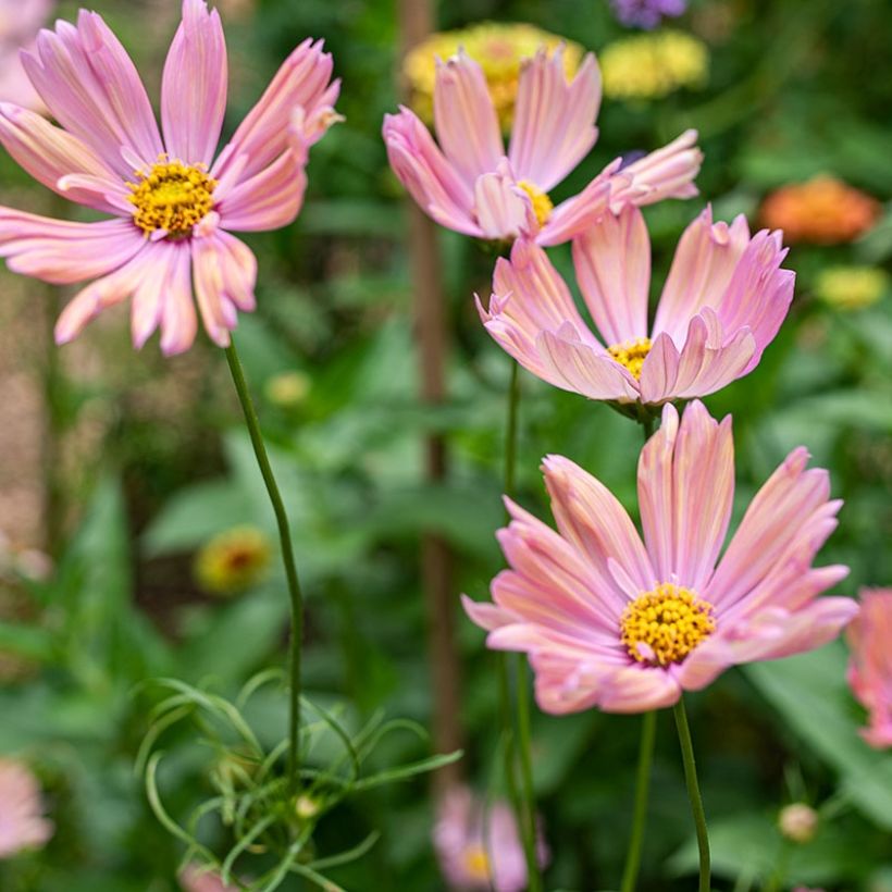Graines de Cosmos Apricotta - Cosmos bipinnatus (Flowering)