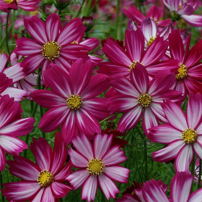 Graines de Cosmos Cosimo Red White - Cosmos bipinnatus (Flowering)