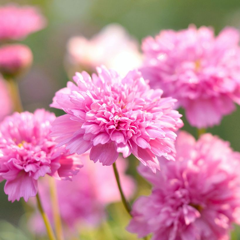 Graines de Cosmos Double Click Rose Bonbon - Cosmos bipinnatus (Flowering)