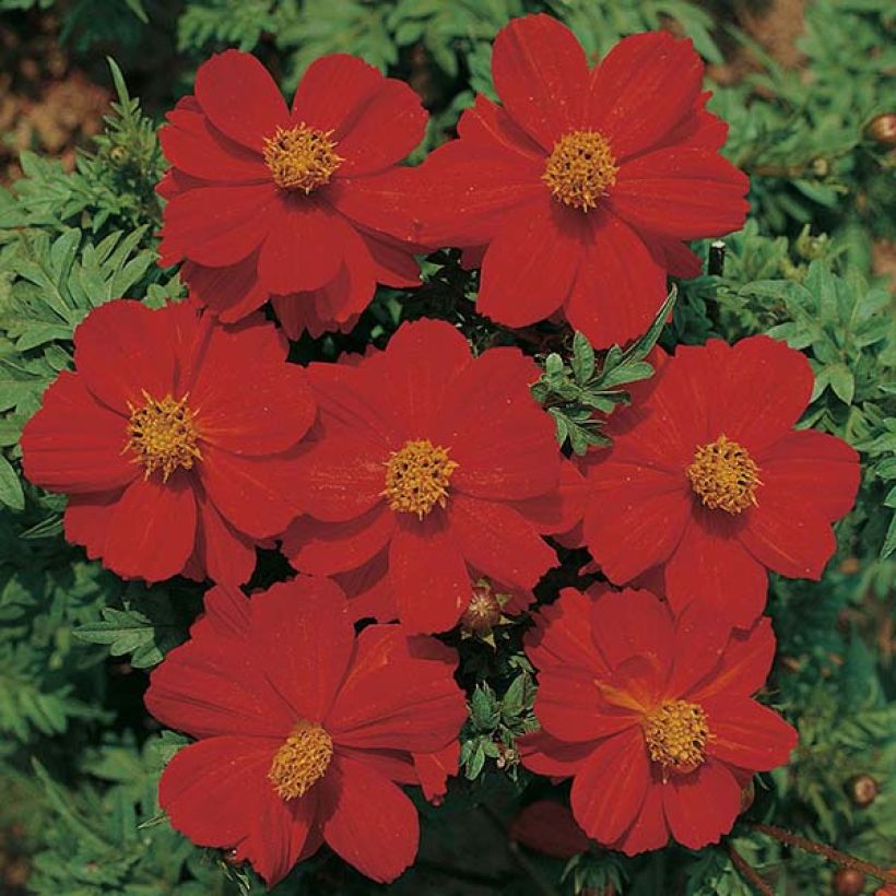 Graines de Cosmos Ladybird Scarlet - Cosmos sulphureus (Flowering)