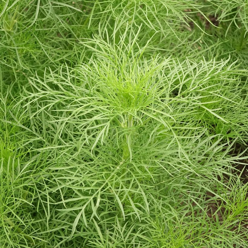 Graines de Cosmos Fandango - Cosmos bipinnatus (Foliage)