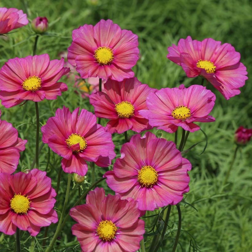 Graines de Cosmos Xsenia - Cosmos bipinnatus (Flowering)