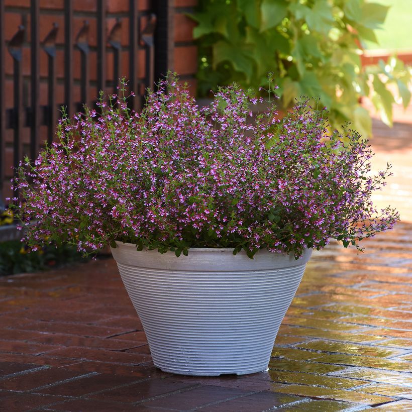 Graines de Cuphea Pink Shimmer (graines enrobées) (Plant habit)