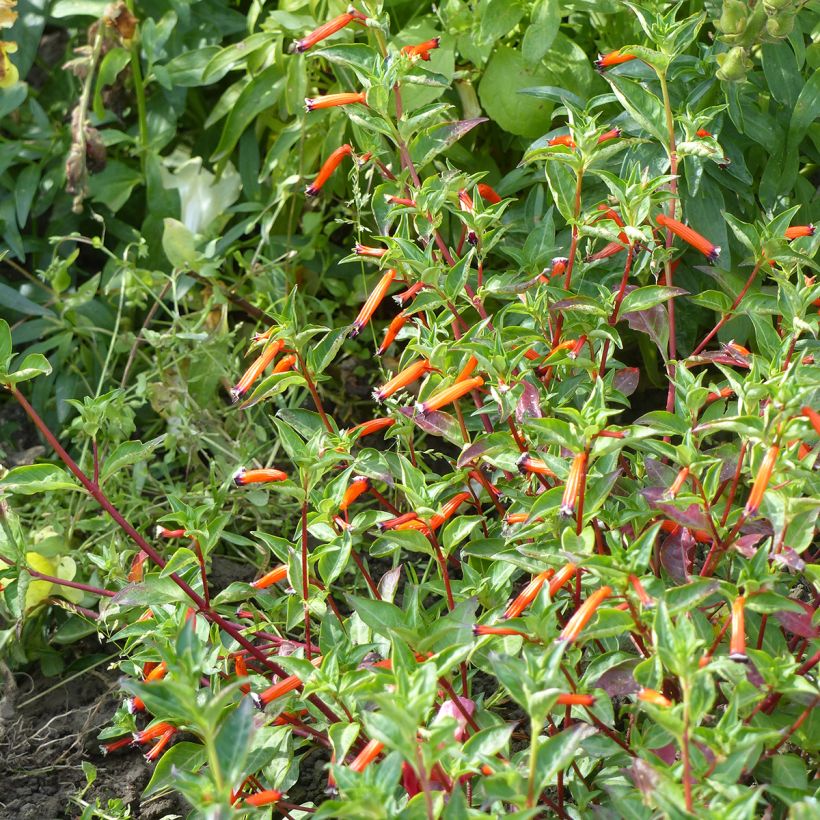 Graines de Cuphea ignea - Plante-cigarette (Plant habit)